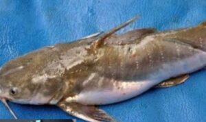 Photo by blibli.com - Cara Menghilangkan Lendir Licin di Kulit Ikan Manyung Sebelum Dimasak Gombyang