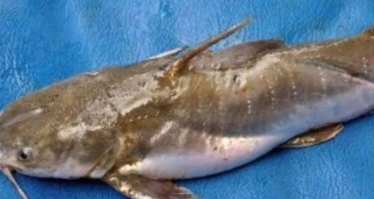 Photo by blibli.com - Cara Menghilangkan Lendir Licin di Kulit Ikan Manyung Sebelum Dimasak Gombyang