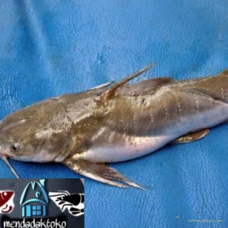 Photo by blibli.com - Cara Menghilangkan Lendir Licin di Kulit Ikan Manyung Sebelum Dimasak Gombyang