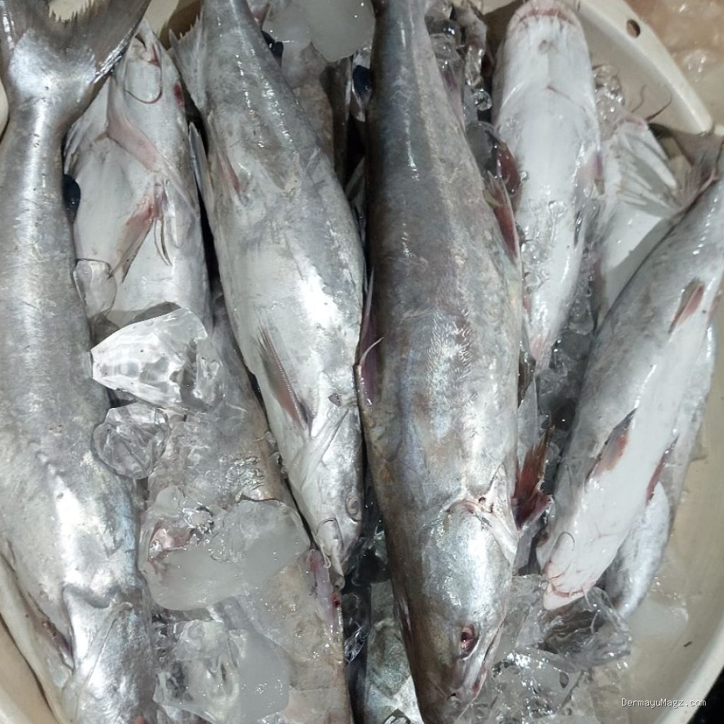 Cara Menghilangkan Lendir Licin di Kulit Ikan Manyung Sebelum Dimasak Gombyang