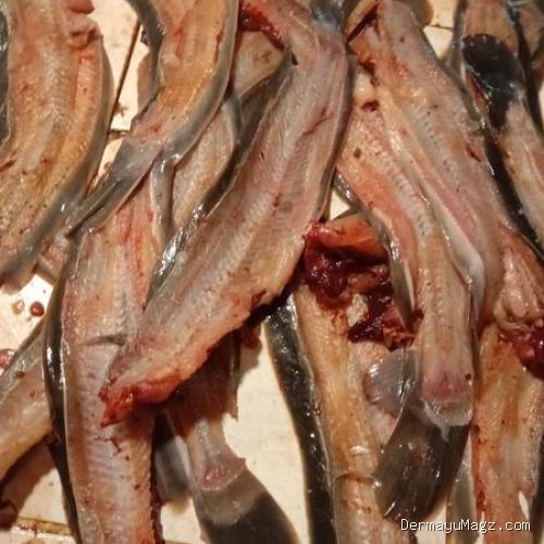 Cara Mengolah Tulang Belulang Ikan Jadi Kaldu Kuah Sup Paling Gurih