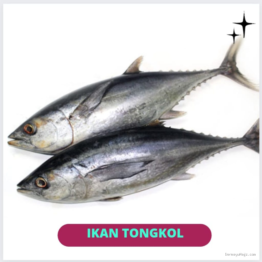 Penyebab Daging Pindang Ikan Tongkol Terasa Gatal Pas Masuk Kerongkongan