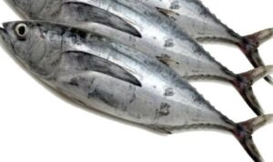 Photo by jagel.id - Penyebab Daging Pindang Ikan Tongkol Terasa Gatal Pas Masuk Kerongkongan