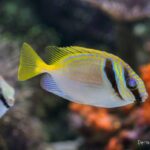 Photo by istockphoto.com - Trik Membelah Punggung Ikan Model Kupu-Kupu Flying Fish Biar Cepat Matang