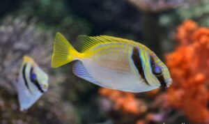 Photo by istockphoto.com - Trik Membelah Punggung Ikan Model Kupu-Kupu Flying Fish Biar Cepat Matang