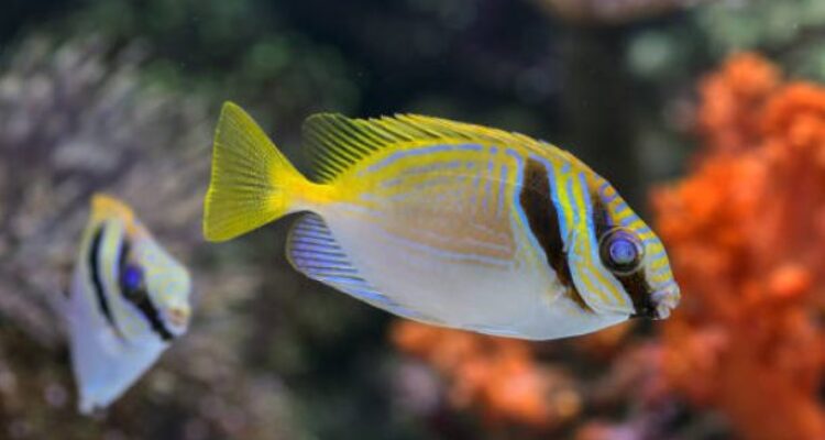 Photo by istockphoto.com - Trik Membelah Punggung Ikan Model Kupu-Kupu Flying Fish Biar Cepat Matang