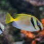 Photo by istockphoto.com - Trik Membelah Punggung Ikan Model Kupu-Kupu Flying Fish Biar Cepat Matang