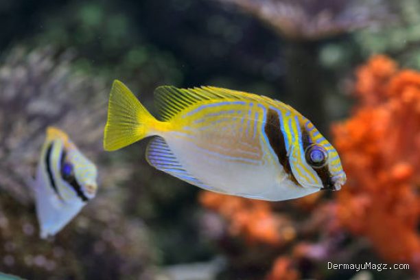 Photo by istockphoto.com - Trik Membelah Punggung Ikan Model Kupu-Kupu Flying Fish Biar Cepat Matang