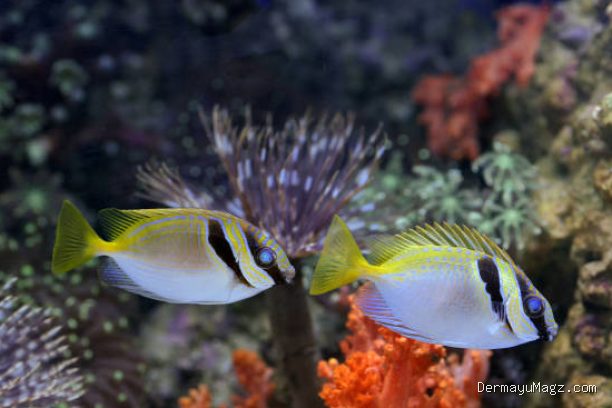 Trik Membelah Punggung Ikan Model Kupu-Kupu Flying Fish Biar Cepat Matang